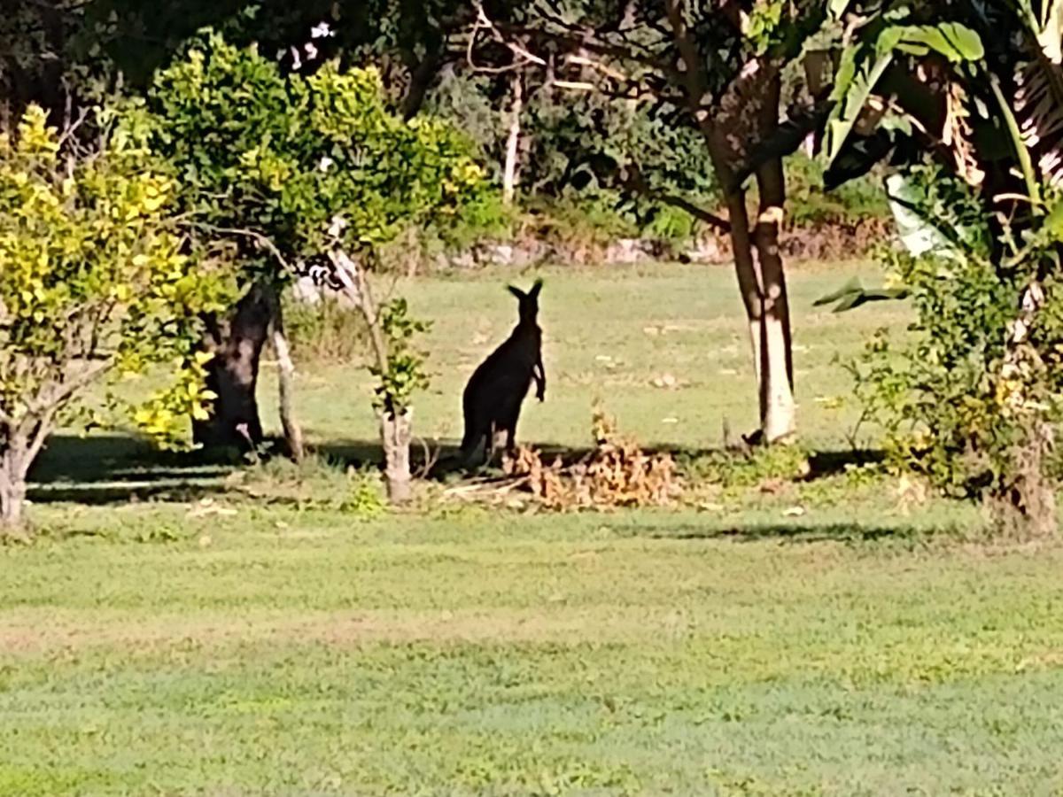 Lake Weyba Noosa Lodge & Kangaroos Peregian Beach Eksteriør billede