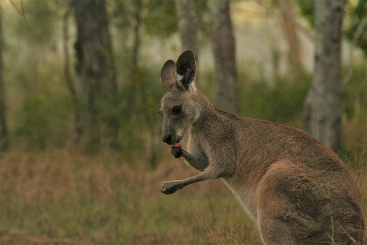 Lake Weyba Noosa Lodge & Kangaroos Peregian Beach Eksteriør billede