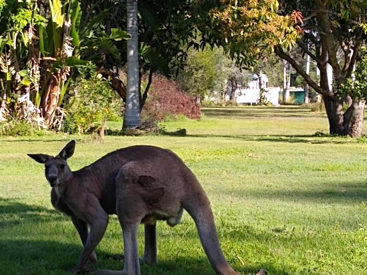 Lake Weyba Noosa Lodge & Kangaroos Peregian Beach Eksteriør billede