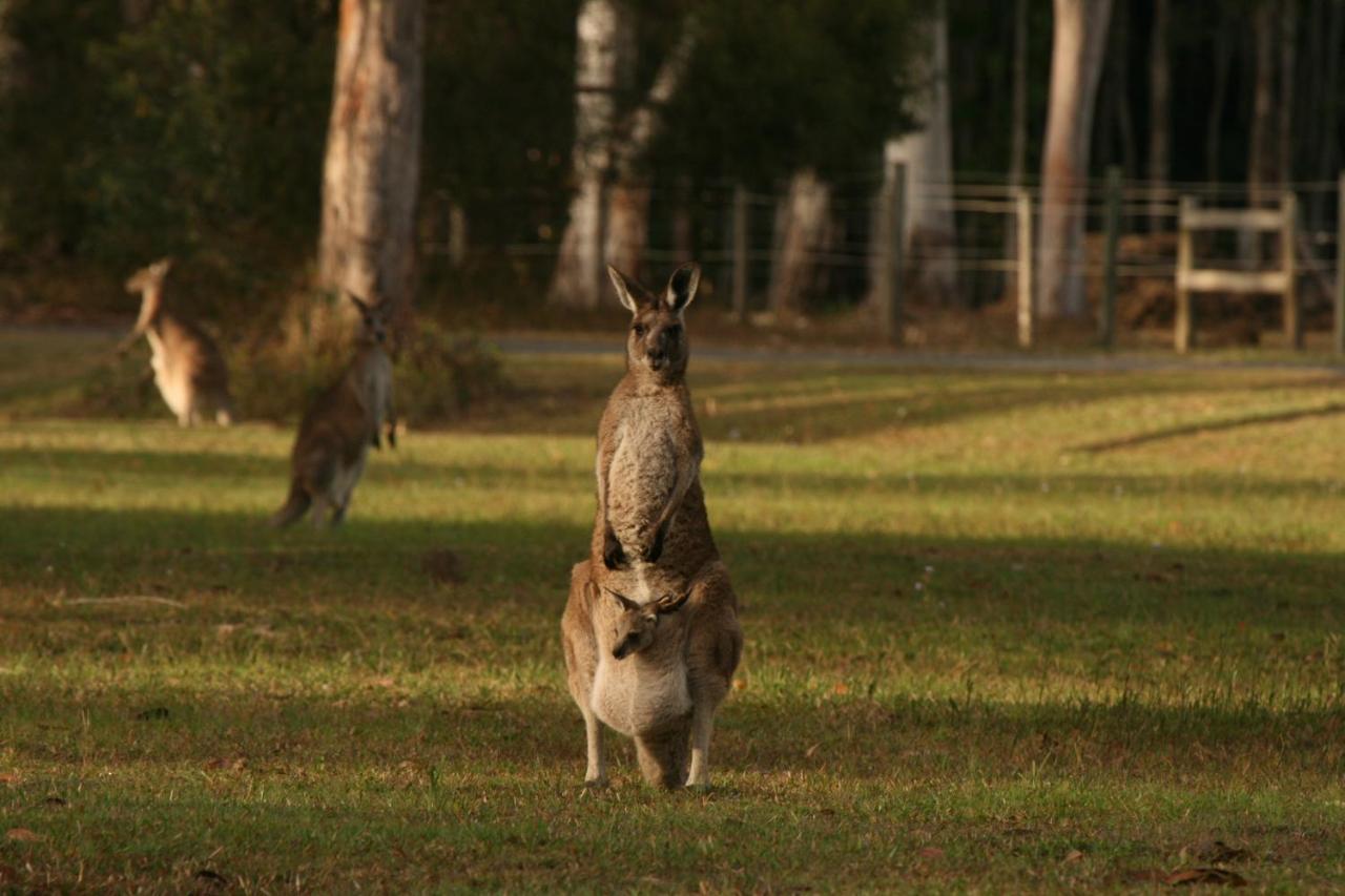 Lake Weyba Noosa Lodge & Kangaroos Peregian Beach Eksteriør billede