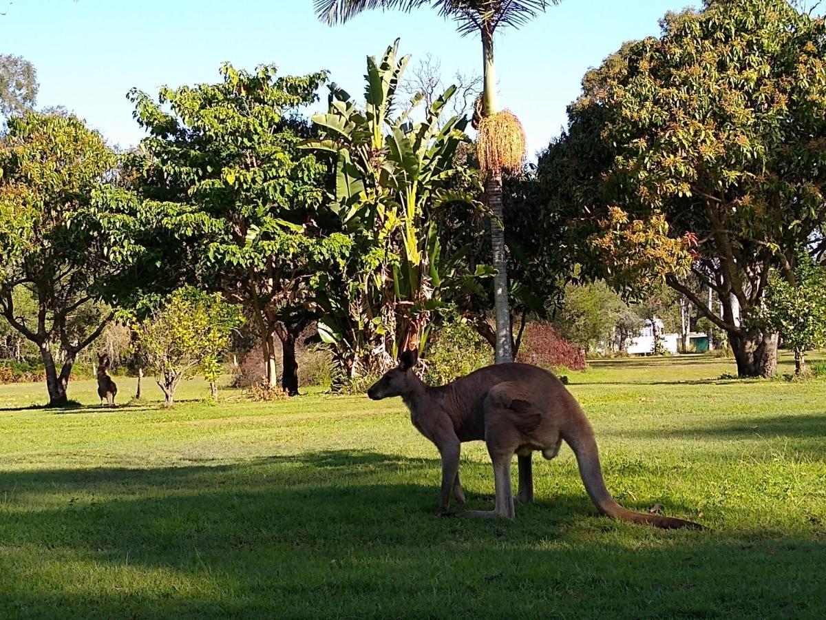 Lake Weyba Noosa Lodge & Kangaroos Peregian Beach Eksteriør billede