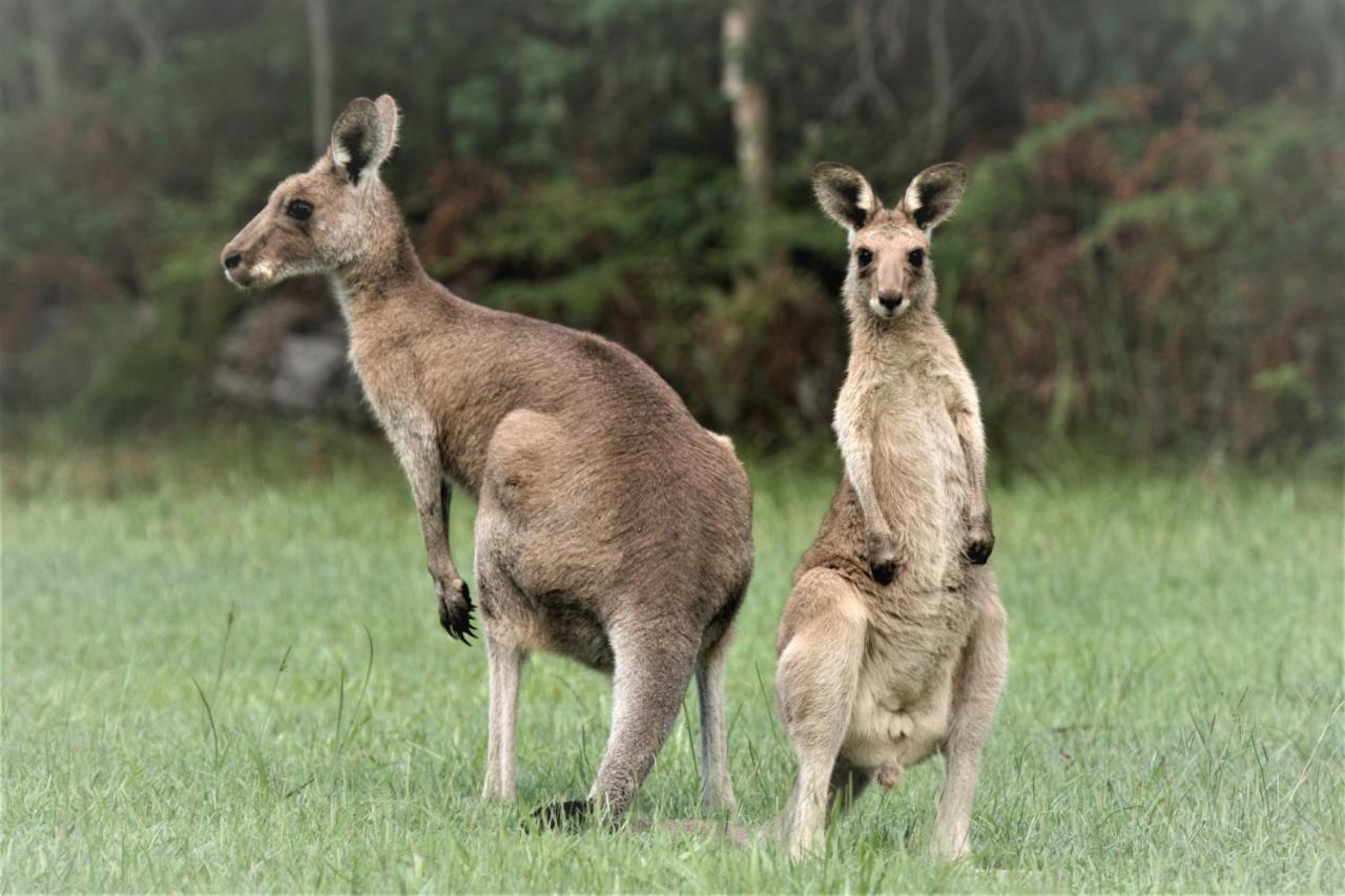 Lake Weyba Noosa Lodge & Kangaroos Peregian Beach Eksteriør billede
