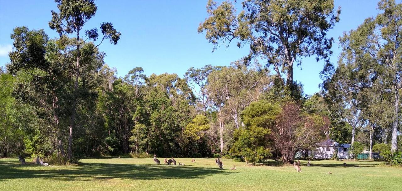 Lake Weyba Noosa Lodge & Kangaroos Peregian Beach Eksteriør billede