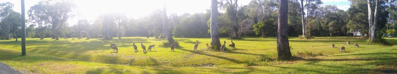 Lake Weyba Noosa Lodge & Kangaroos Peregian Beach Eksteriør billede