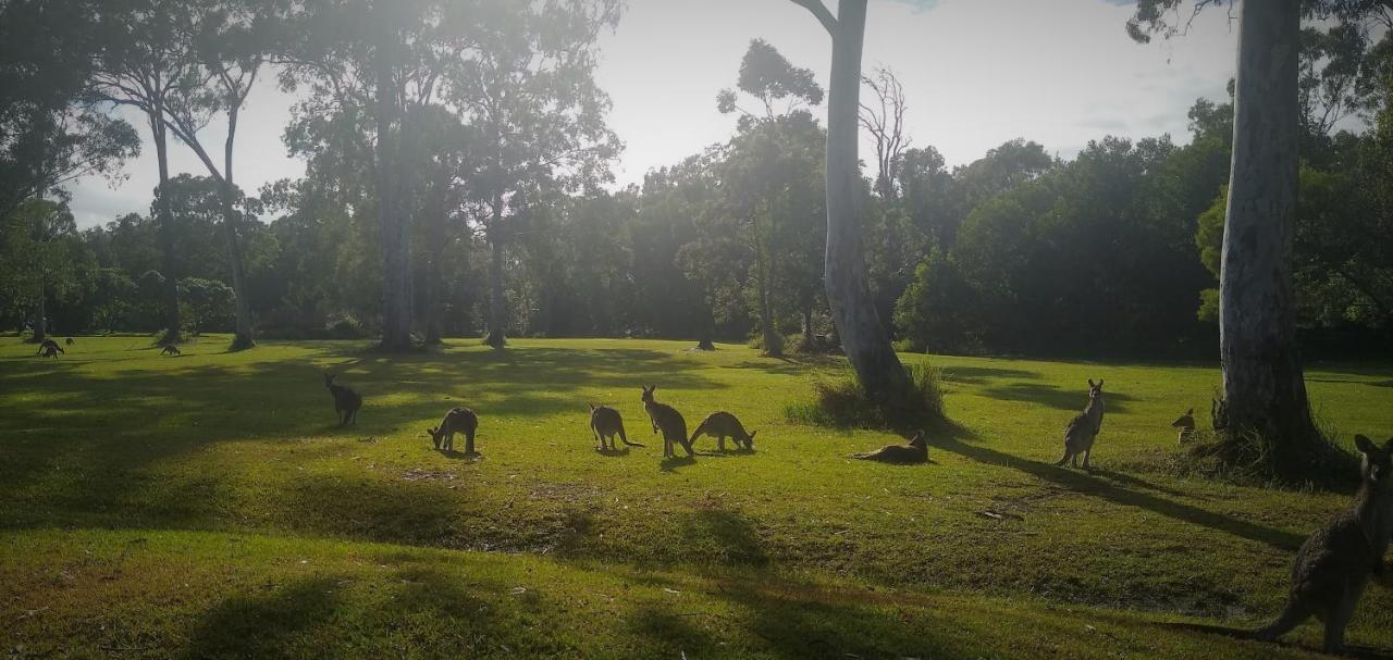 Lake Weyba Noosa Lodge & Kangaroos Peregian Beach Eksteriør billede
