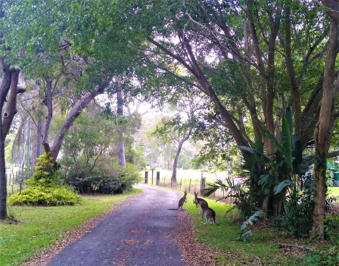 Lake Weyba Noosa Lodge & Kangaroos Peregian Beach Eksteriør billede